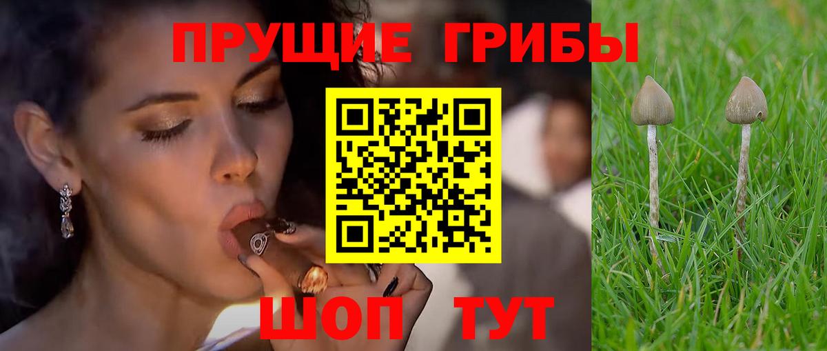 Буйнакск  Псилоцибиновые грибы Psilocybe  Вход с VPN 